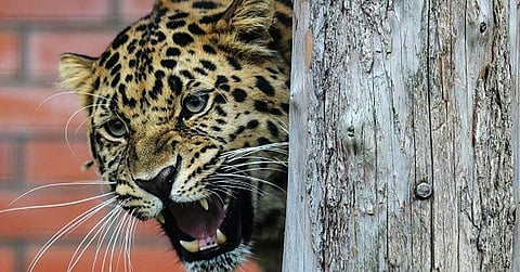 ആലുവ തുരുത്തില്‍ പുലി? കാട്ടു പൂച്ചയാകാം എന്ന് വനം വകുപ്പ്