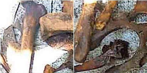 ' കാണാതായ വൃദ്ധയെ തിരഞ്ഞ് കിണർ വറ്റിച്ചപ്പോൾ കിട്ടിയത്..'