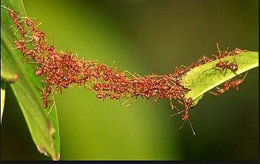 മണ്ണിരകള്‍ക്ക് പിന്നാലെ ഉറുമ്പുകളും കൂട്ടത്തോടെ ചത്ത് വീഴുന്നു; ഞെട്ടിതരിച്ച് ശാസ്ത്രലോകം 