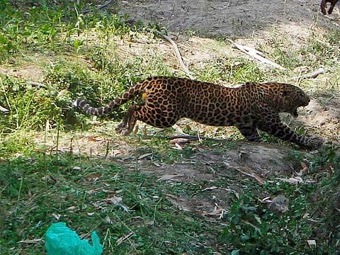 അത് പുലിയുമല്ല, പൂച്ചയുമല്ല; മറ്റൊരു ജീവിയെന്ന് വനം വകുപ്പ്‌