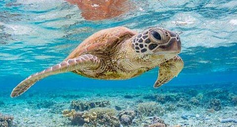 ഒരു കഷ്ണം പ്ലാസ്റ്റിക് മതി കടലാമകളെ കൊന്നൊടുക്കാന്‍! കാത്തിരിക്കുന്നത് വലിയ വിപത്തെന്ന് പഠന റിപ്പോര്‍ട്ട്