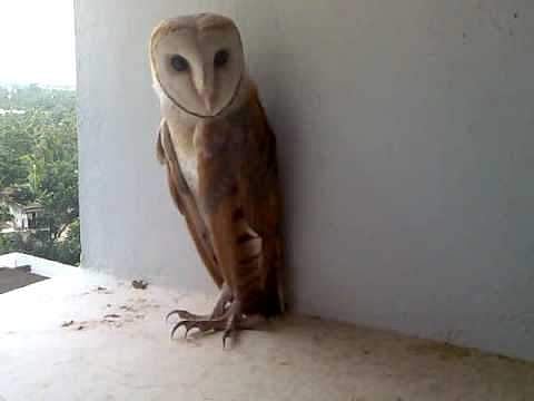 സ്കൂളിൽ അപ്രതീക്ഷിത അതിഥിയെത്തി ; കാണാൻ മൽസരിച്ച് വിദ്യാർത്ഥികൾ