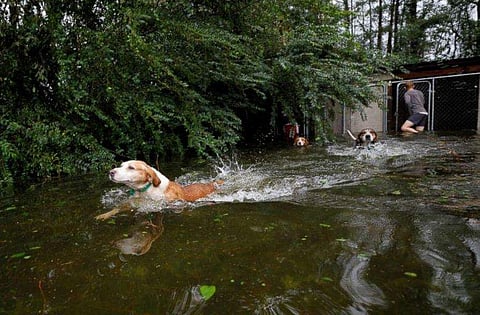 വെള്ളപ്പൊക്കത്തില്‍ പ്രാണനു വേണ്ടി കരഞ്ഞ് കൂട്ടിലടയ്ക്കപ്പെട്ട നായകള്‍; സോഷ്യല്‍ മീഡിയയില്‍ വേദനിപ്പിക്കുന്ന വീഡിയോ വൈറലാകുന്നു