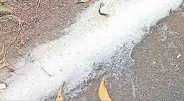 അത്ഭുതമായി 'പാൽമഴ'; പാൽക്കടൽ പോലെ രണ്ടര കിലോമീറ്ററോളം ദൂരത്തിൽ പതഞ്ഞ് ഒഴുകി