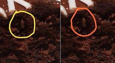 ചോക്കലേറ്റ് കേക്കിനുള്ളില്‍ പാറ്റ, ബിരിയാണിയില്‍ പുഴു വിളമ്പിയതിന് പിന്നാലെ കടയുടമ വീണ്ടും കുരുക്കില്‍