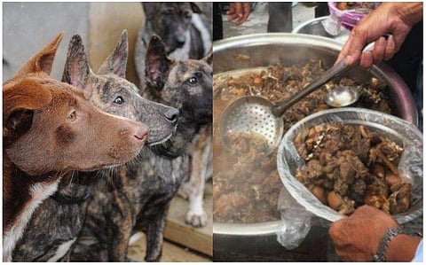 മലപ്പുറത്തുകാർ കഴിച്ചത് മാനിറച്ചിയല്ല, അത് പട്ടിയിറച്ചി; കഴിച്ചവർ അവശനിലയിൽ ആശുപത്രിയിൽ 