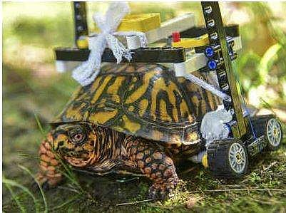 'പരസഹായം ഇല്ലാതെ നടക്കണം'; വീല്‍ചെയറിന്റെ സഹായത്തോടെ നടന്നുനീങ്ങുന്ന ആമയുടെ ദൃശ്യങ്ങള്‍ വൈറല്‍ ( വീഡിയോ)