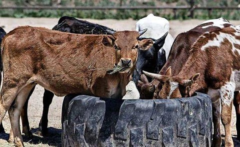 ജംഷേദ്പുരിനെ രാജ്യത്തെ ആദ്യ ചാണകമുക്ത നഗരമാക്കാനൊരുങ്ങി സംസ്ഥാന സർക്കാർ 