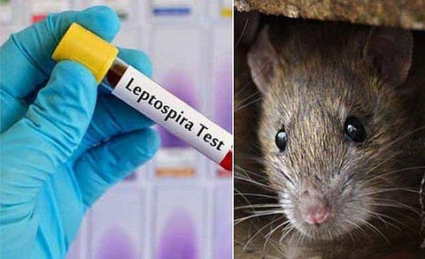 എലിപ്പനി ഇന്ന് മരിച്ചത് അഞ്ചുപേര്‍; നാലു ദിവസത്തിനിടെ 35 മരണം; അടിയന്തരയോഗം