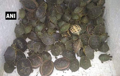  750 ആമക്കുഞ്ഞുങ്ങളെ ബാഗിലൊളിപ്പിച്ച് റെയില്‍വേ സ്റ്റേഷനിലെത്തി ; യുവാവ് പിടിയില്‍