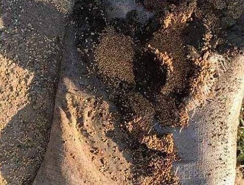 പഞ്ചാബില്‍ നിന്നും അയച്ച ഗോതമ്പ് എത്തിയത് 10 മാസം കഴിഞ്ഞ്; പുഴുവും എലിയും കൈക്കലാക്കി