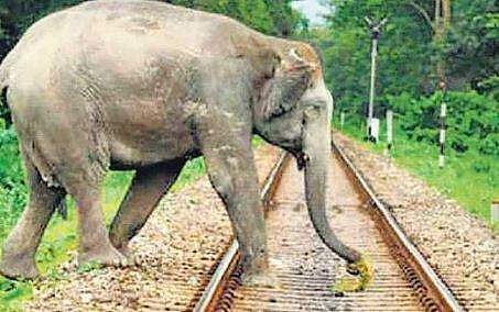 റെയില്‍വേ ലൈനില്‍ നിന്നും വൈദ്യുതാഘാതമേറ്റു; രണ്ട് കാട്ടാനകള്‍ ചരിഞ്ഞു