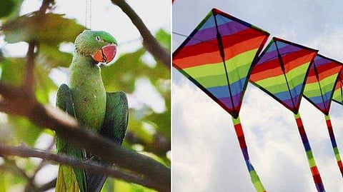 പട്ടം പറത്തി ആഘോഷം, മരക്കൊമ്പില്‍ ചത്തുതൂങ്ങി തത്ത; ക്രൂരത, പ്രതിഷേധം