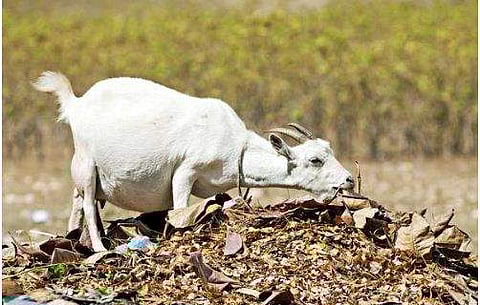 മദ്യപിച്ചെത്തി; മൂന്ന് മാസം ഗര്‍ഭിണിയായ ആടിനെ ബലാത്സംഗം ചെയ്തുകൊന്നു; യുവാവ് അറസ്റ്റില്‍