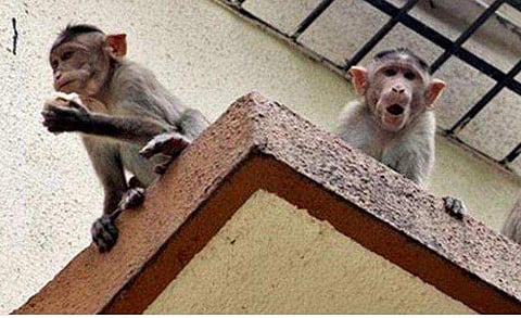 ഉത്തര്‍പ്രദേശില്‍ കുരങ്ങുകളുടെ ആക്രമണം; വയോധികയ്ക്ക് ടെറസില്‍ നിന്ന് വീണ് ദാരുണാന്ത്യം; മരുമകള്‍ക്ക് ഗുരുതര പരുക്ക്