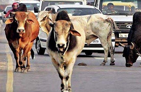 പശുക്ഷേമ നികുതിയുമായി യോഗി ആദിത്യനാഥ്‌ ; അലഞ്ഞു നടക്കുന്ന പശുക്കള്‍ക്കായി തൊഴുത്തുകള്‍ സ്ഥാപിക്കും