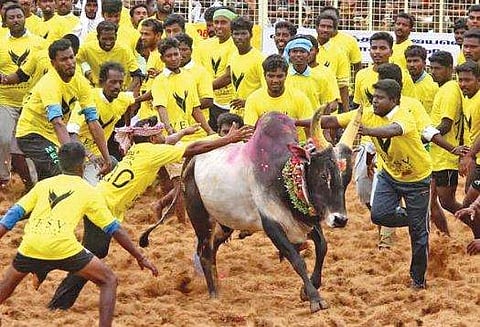 ജെല്ലിക്കെട്ടിനിടെ രണ്ട് മരണം; 40 പേര്‍ക്ക് പരിക്ക്