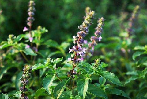 മുറ്റത്തെ തുളസി ഇനി നിസാരക്കാരിയല്ല ; അന്താരാഷ്ട്ര ഗുണ നിലവാര സൂചിക ഉടന്‍