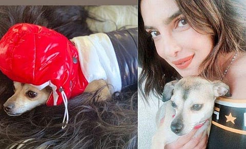 നായ്ക്കുട്ടിക്ക് കിടിലൻ ജാക്കറ്റ് വാങ്ങി നൽകി പ്രിയങ്ക ചോപ്ര; വില മുപ്പത്തിയാറ് ലക്ഷത്തിലധികം, കണ്ണുതള്ളി ആരാധകർ 