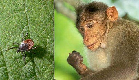 കുരങ്ങു പനി ഭീതിയിൽ വയനാട്; ഒരാൾക്ക് കൂടി രോ​ഗം സ്ഥിരീകരിച്ചു; അതീവ ജാഗ്രതാ നിർദേശം