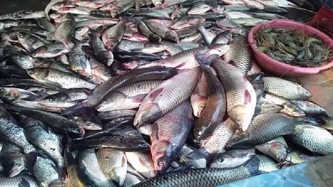 കേരളതീരത്ത് മീനുകളുടെ തൂക്കം കുറഞ്ഞ് വരുന്നു: പത്തുവര്‍ഷത്തിനിടെ 75000 ടണ്‍ തൂക്കക്കുറവ്