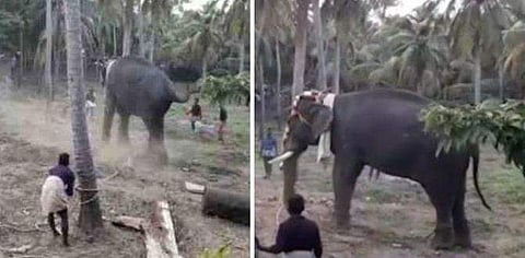 ചാവക്കാട് നേർച്ചയ്ക്കിടെ ആനകൾ ഇടഞ്ഞു; പത്തോളം പേർക്ക് പരുക്ക്