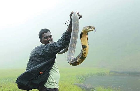 'ജീവന്‍ പണയം വച്ച് പാമ്പ് പിടിക്കുന്നത് ഹീറോയിസമോ ധൈര്യമോ അല്ല'