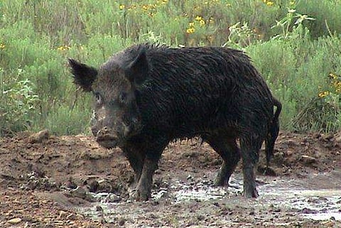 കാട്ടുപന്നിയെ വെടിവച്ചു കൊല്ലാന്‍ അനുമതി തേടും ; ഉപദ്രവകാരിയായി പ്രഖ്യാപിക്കാന്‍ വനംവകുപ്പിന്റെ പഠനം