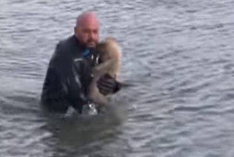 സഹജീവി സ്‌നേഹത്തിന്റെ മറ്റൊരു മാതൃക; ഐസ് പാളിയില്‍ ജീവന്‍ പണയം വെച്ച് നായയെ രക്ഷിച്ച് പൊലീസുകാരന്‍ (വീഡിയോ) 