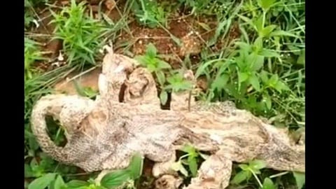 ക്ഷേത്രത്തിന് സമീപം പാമ്പിന്റെ തോല്‍, ഏഴു തലയുളള നാഗത്തിന്റേതെന്ന് നാട്ടുകാര്‍; അമ്പരപ്പ് 