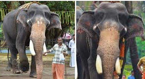 പാറമേക്കാവ് രാജേന്ദ്രന്‍ ചരിഞ്ഞു