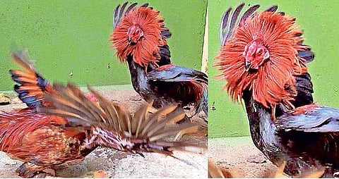 അങ്കത്തട്ട് വളഞ്ഞ് പൊലീസ് ; എട്ടു  പൂവന്‍കോഴികളും രണ്ട് വാളുമായി നാലുപേര്‍ പിടിയില്‍