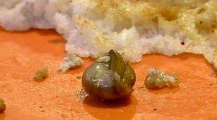 കടലക്കറിയില്‍ ഒച്ച്; തിരുവനന്തപുരത്തെ ഹോട്ടല്‍ അടച്ചുപൂട്ടി, പഴകിയ ഭക്ഷണങ്ങള്‍ പിടിച്ചെടുത്തു