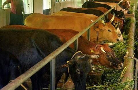 പാക്കറ്റ് പാലില്‍ കാന്‍സറിനു കാരണമാവുന്ന രാസപദാര്‍ഥം; ഫുഡ് സേഫ്റ്റി സര്‍വെ; ആശങ്ക