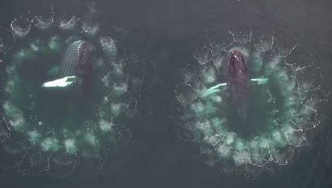 പ്രകൃതിയുടെ അപൂർവ്വ കാഴ്ച; ഇരപിടിക്കാൻ വല വിരിച്ച് തിമിം​ഗലങ്ങൾ, ചുറ്റും കുമിളകൾ ( വീഡിയോ വൈറൽ)