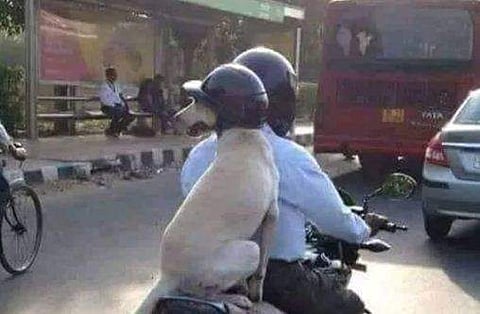 പിൻസീറ്റിൽ ഹെൽമെറ്റ് ധരിച്ചിരിക്കുന്ന കൂൾ നായ; വൈറലായി ചിത്രം