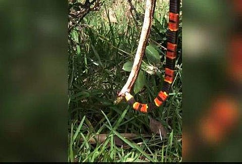 മനസമാധാനത്തോടെ ഇര വിഴുങ്ങാനും സമ്മതിക്കില്ല!; വണ്ട് ഉണ്ടാക്കുന്ന പൊല്ലാപ്പുകള്‍ (വീഡിയോ)
