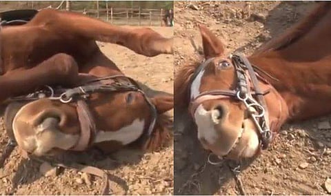 അടുത്ത ഓസ്‌കര്‍ ഇവന് കിട്ടും; 'അന്തംവിട്ട' അഭിനയവുമായൊരു കുതിര, വീഡിയോ