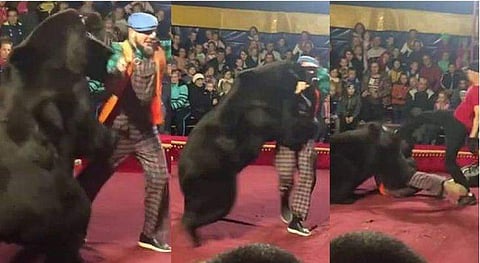 പരിശീലകൻ അടിച്ചപ്പോൾ തിരിച്ചടിച്ച് കരടി, ദേഹത്ത് കയറിയിരുന്നും ആക്രമണം; പരിഭ്രാന്തരായി കാണികൾ (വിഡിയോ)