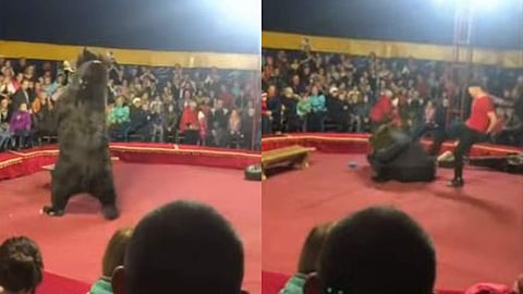 പരിശീലകന്‍ പ്രകോപിപ്പിച്ചു, ആക്രമിച്ച് കരടി, പേടിച്ചു വിരണ്ട് കാണികള്‍ ( വീഡിയോ)