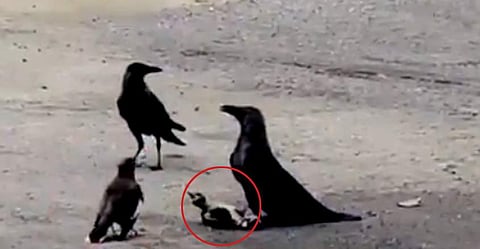 കാക്കകളുടെ ആക്രമണത്തില്‍ നിന്ന് കുഞ്ഞിനെ രക്ഷിക്കാന്‍ അമ്മപ്പക്ഷി ചെയ്തത്..!: കരളലിയിക്കുന്ന വീഡിയോ