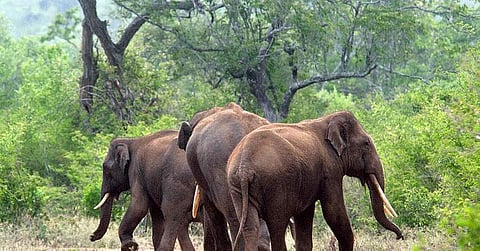 കാട്ടാനക്കൂട്ടം കുതിച്ചുപാഞ്ഞ് കാറിന് മുമ്പിലേക്ക് ; ഭയന്നുവിറച്ച് കുട്ടികളടക്കം അഞ്ചംഗ കുടുബം ; തലനാരിഴയ്ക്ക് രക്ഷപ്പെടല്‍