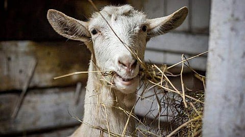 ആട് ചത്തതുകാരണം കോള്‍ ഇന്ത്യക്ക് മൂന്നരമണിക്കൂറില്‍ 2.7 കോടിരൂപയുടെ നഷ്ടം 