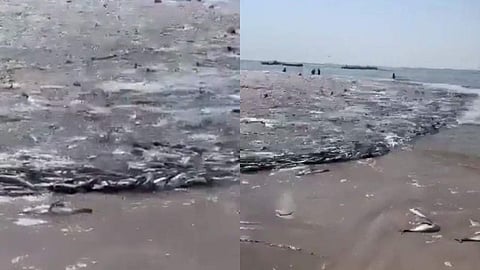 അമ്പമ്പോ, ഇതെന്തൊരു അത്ഭുതം!; ഒറ്റവീശലില്‍ വലയിലായത് 50 ടണ്‍ മീന്‍; യുഎഇയില്‍ വമ്പന്‍ ചാകര, (വീഡിയോ)