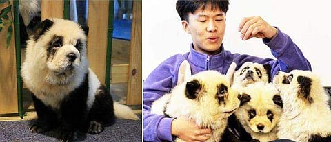 നായയെ ചായം പൂശി പാണ്ടയാക്കി; ചിത്രങ്ങള്‍ സോഷ്യല്‍ മീഡിയയില്‍ വൈറല്‍; വിമര്‍ശനം