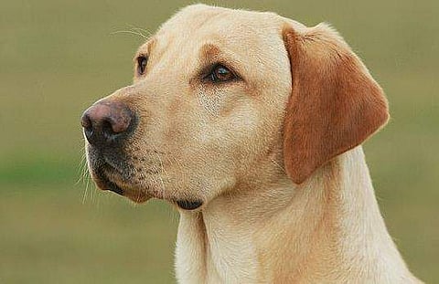 നായയുടെ വെടിയേറ്റ് യുവതിക്ക് പരുക്ക്! അപകടം കാറില്‍ സഞ്ചരിക്കുമ്പോള്‍