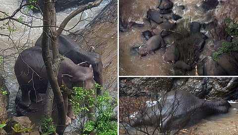 കുട്ടിയാന വെള്ളച്ചാട്ടത്തില്‍പ്പെട്ടു, രക്ഷിക്കാന്‍ ഇറങ്ങിയ പതിനൊന്ന് ആനകളും മരണത്തിന് കീഴടങ്ങി; കൂട്ടമരണം താങ്ങാനാവാതെ കാട്ടാനക്കൂട്ടം