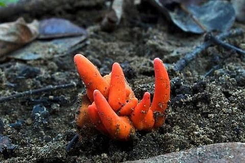 ഒറ്റനോട്ടത്തില്‍ ക്യാരറ്റ്, ഭക്ഷിച്ചാല്‍ തലച്ചോറിന് തകരാര്‍ സംഭവിച്ച് മരണം വരെ സംഭവിക്കാം; മാരക വിഷ ഫംഗസ്, ഭീതി 