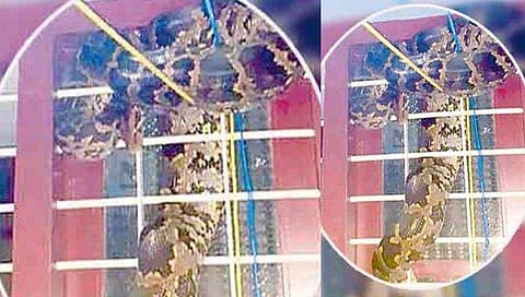 ജനലിലൂടെ വീടിനുള്ളിലേക്ക് കടക്കാന്‍ ശ്രമം; ജനലഴിക്കുള്ളില്‍ കുടുങ്ങി ഭീമന്‍ പെരുമ്പാമ്പ്; ഞെട്ടി വീട്ടുകാര്‍