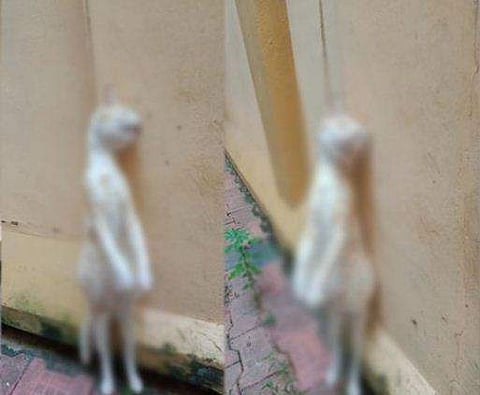 എന്തിനീ ക്രൂരത...?; തിരുവനന്തപുരത്ത് ഗര്‍ഭിണിയായ പൂച്ചയെ കെട്ടിത്തൂക്കി കൊന്നു, പൊലീസ് കേസ്